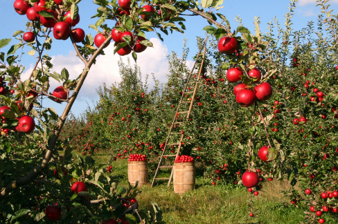 Fruit growing