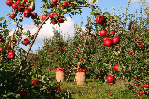 Vegetables, horticulture and nurseries