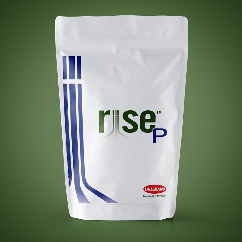 RISE P main image