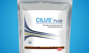 CILUS PLUS